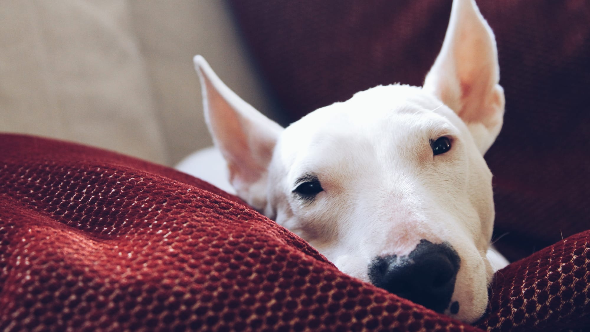 To the Best, Weird, Sweet, Cute, Goofy Dog Ever
