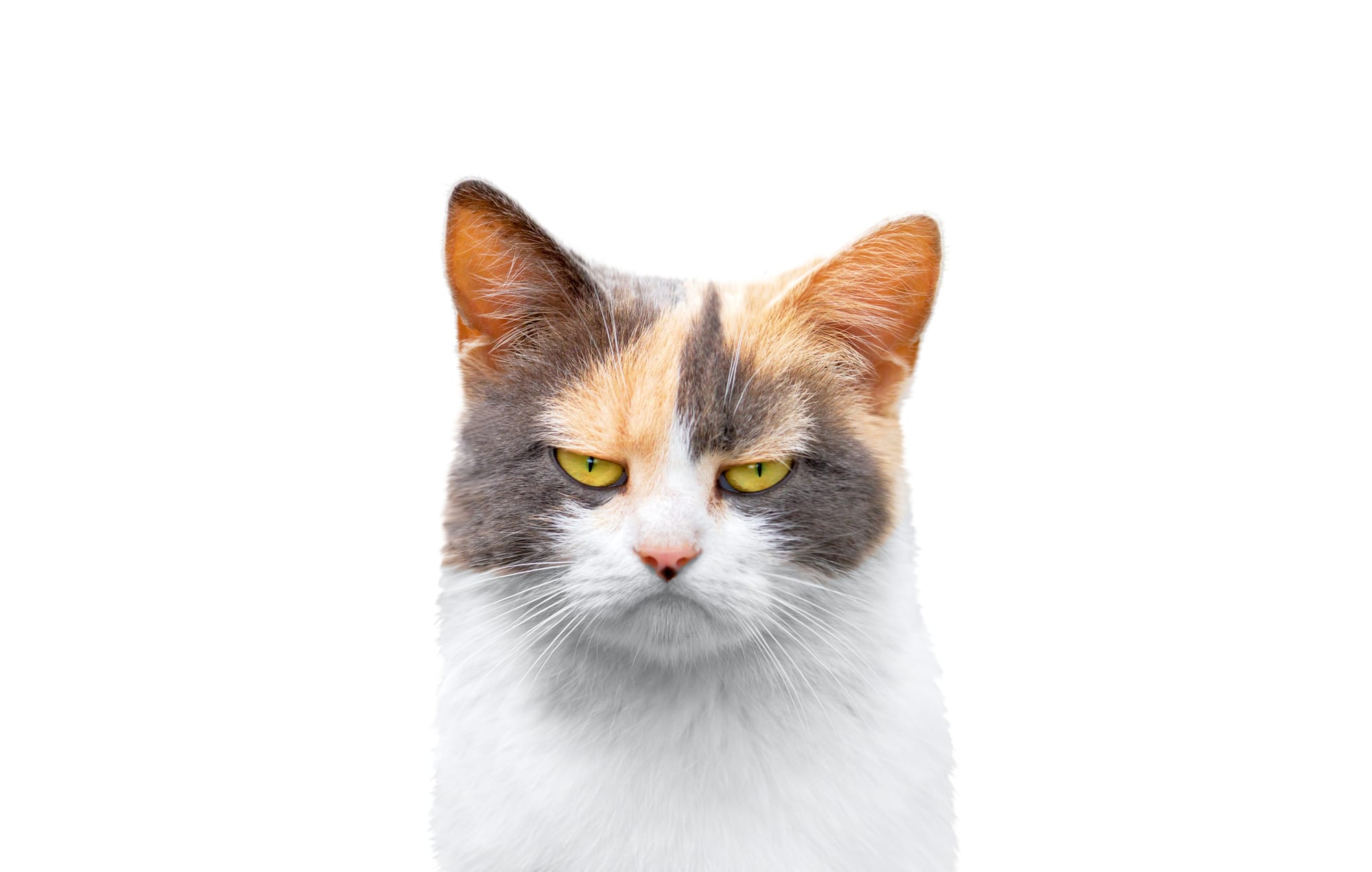 From + The + Vault: Choosing Between Dad and a Cat