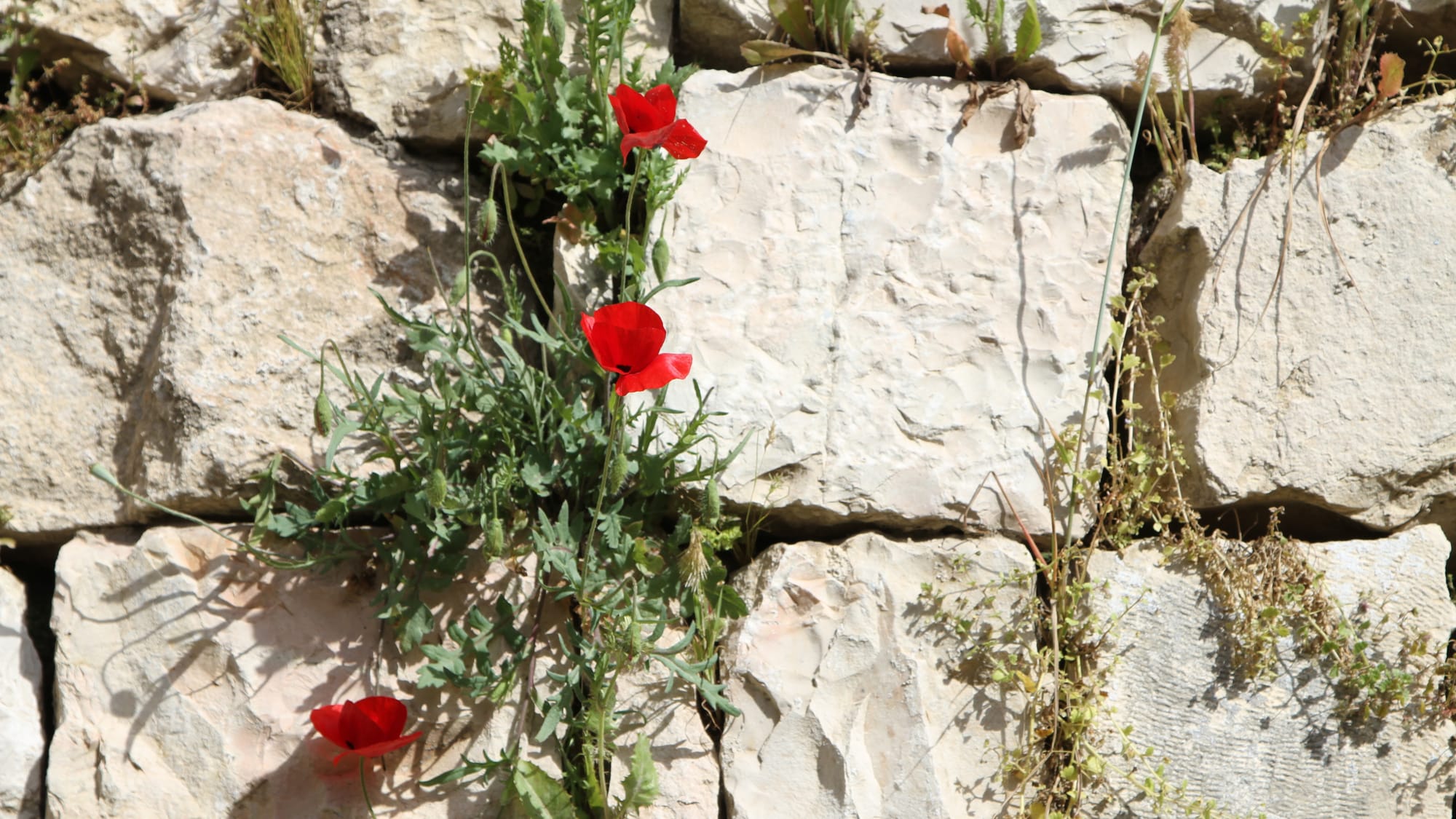 Calling the Peoples of This Region and the World to a Higher Vision