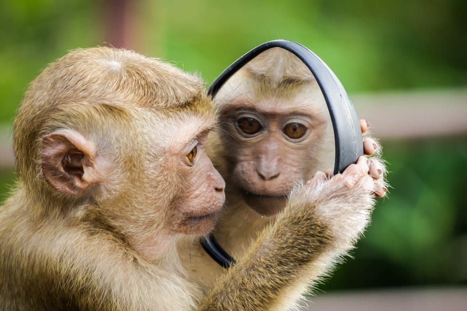 reflection
